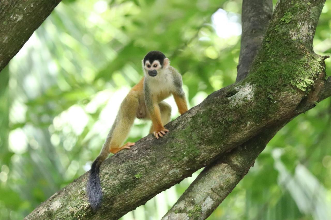 Four Monkeys Eco Lodge - Jungle & Beach Cabo Matapalo Bagian luar foto