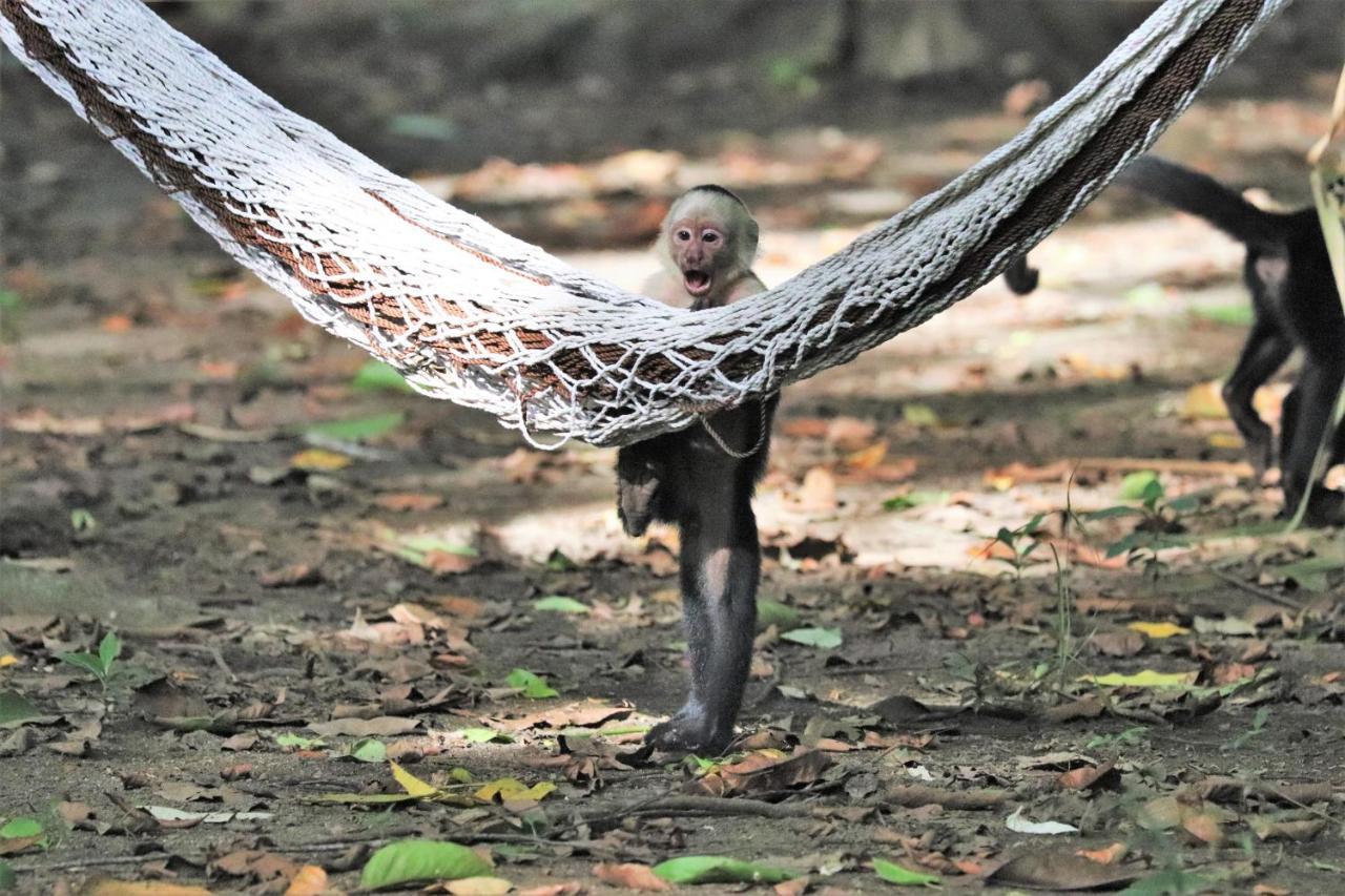 Four Monkeys Eco Lodge - Jungle & Beach Cabo Matapalo Bagian luar foto