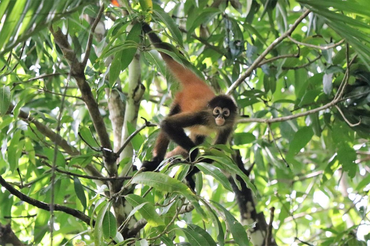 Four Monkeys Eco Lodge - Jungle & Beach Cabo Matapalo Bagian luar foto